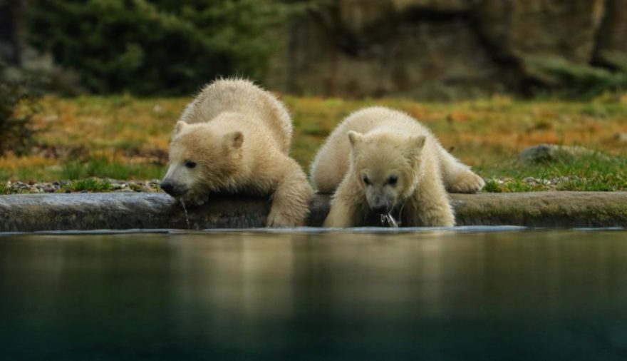 Projektbild 1, 03 | 22 Namensgebung Eisbären-Nachwuchs # Zoo Rostock
