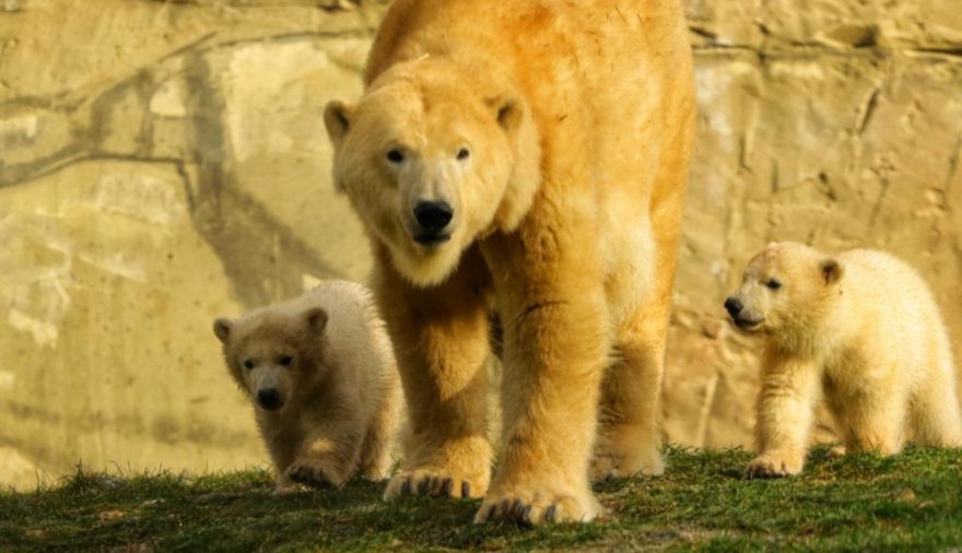 Projektbild 3, 03 | 22 Namensgebung Eisbären-Nachwuchs # Zoo Rostock