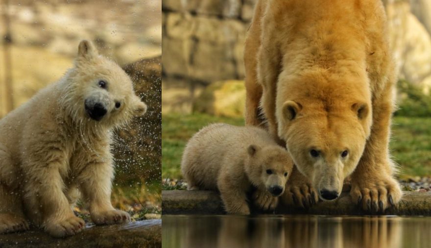 Projektbild 4, 03 | 22 Namensgebung Eisbären-Nachwuchs # Zoo Rostock
